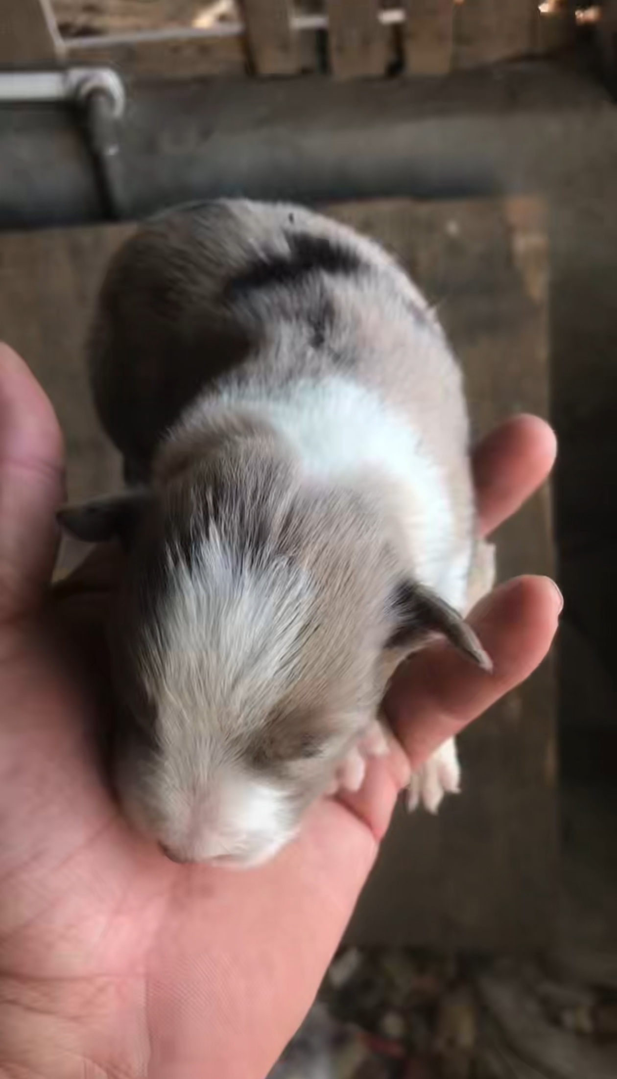 一共七只，毛色性别不同价格有些差距，具体私信